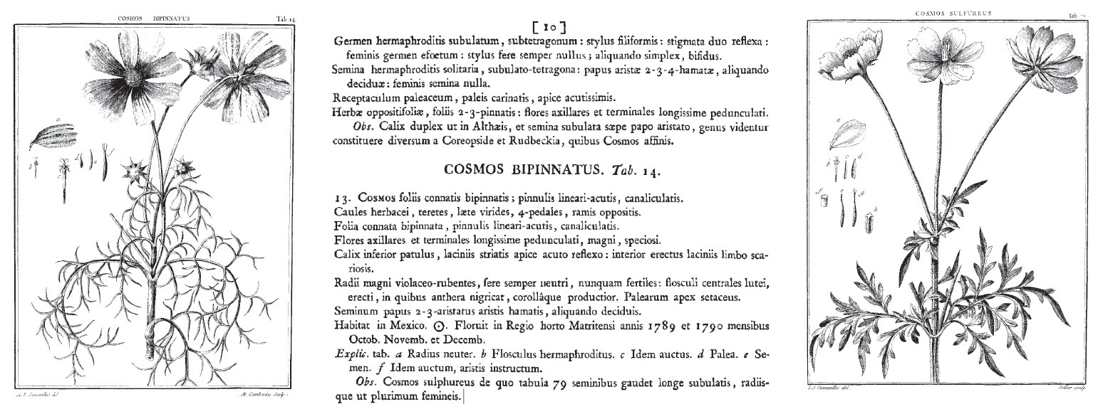 Flos 花 Blume Flower 華 Fleur Flor Cbetok Fiore コスモス Cavanille Icones Et Descriptiones Plantarum