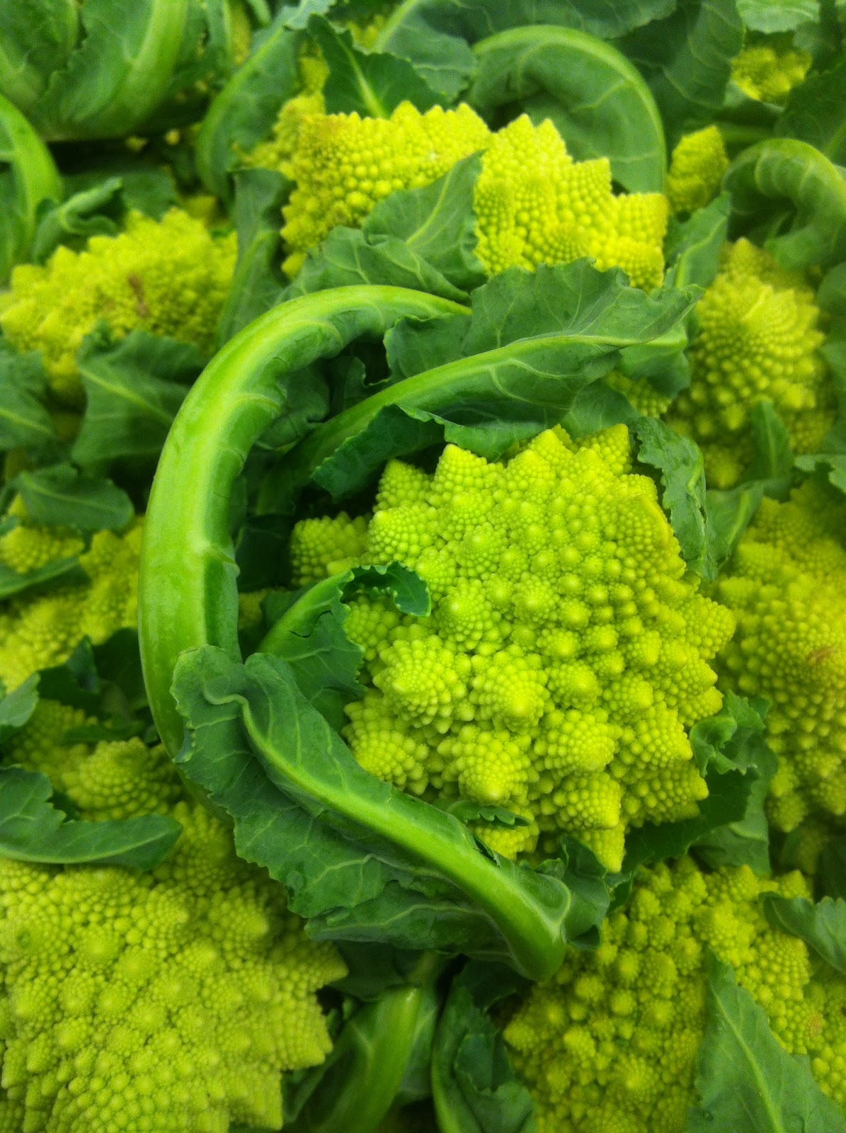 Fractal Cauliflower