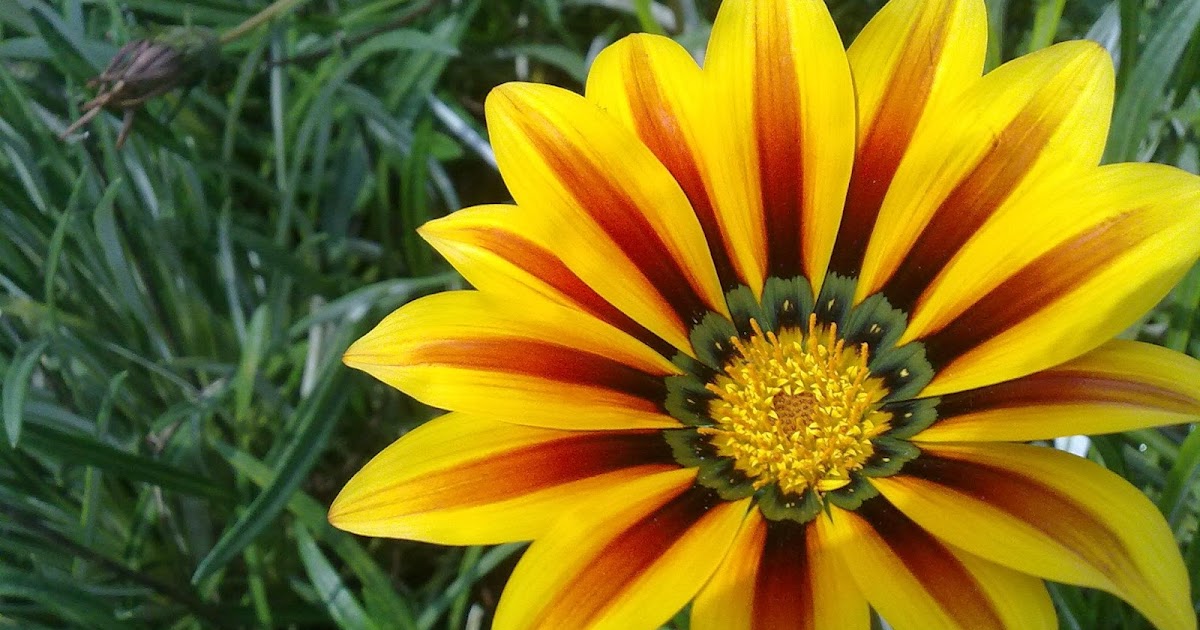 The Nicest Pictures flowers