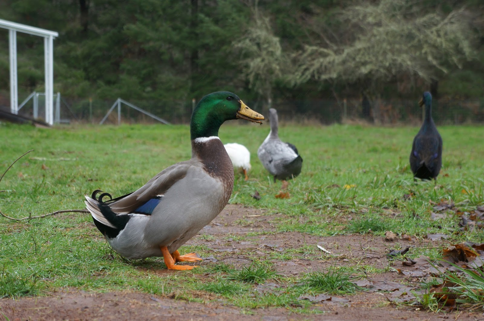 Duck Duck Dog Week of Duck & Dog Photos Dec 6th to 12th