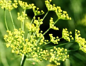 Fennel plant flowers Fennel plant flowers