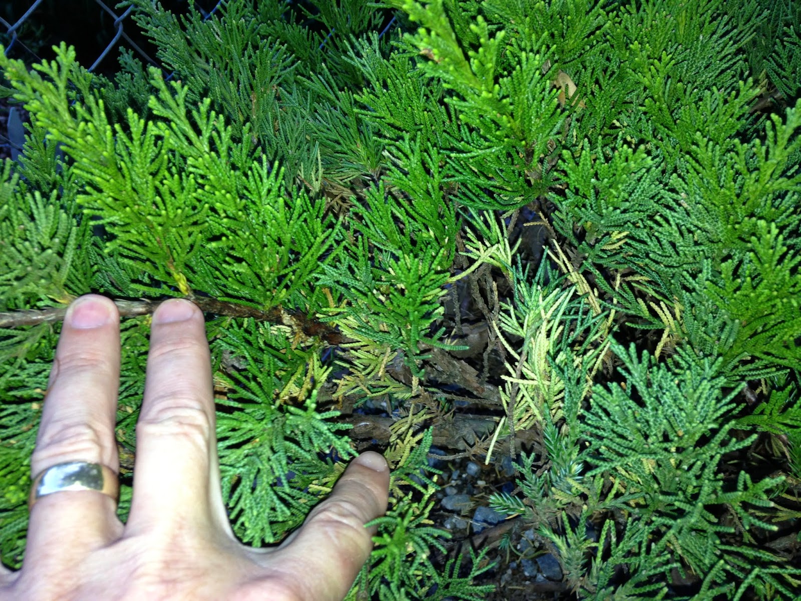 Yellowing Juniper Bonsai Nut
