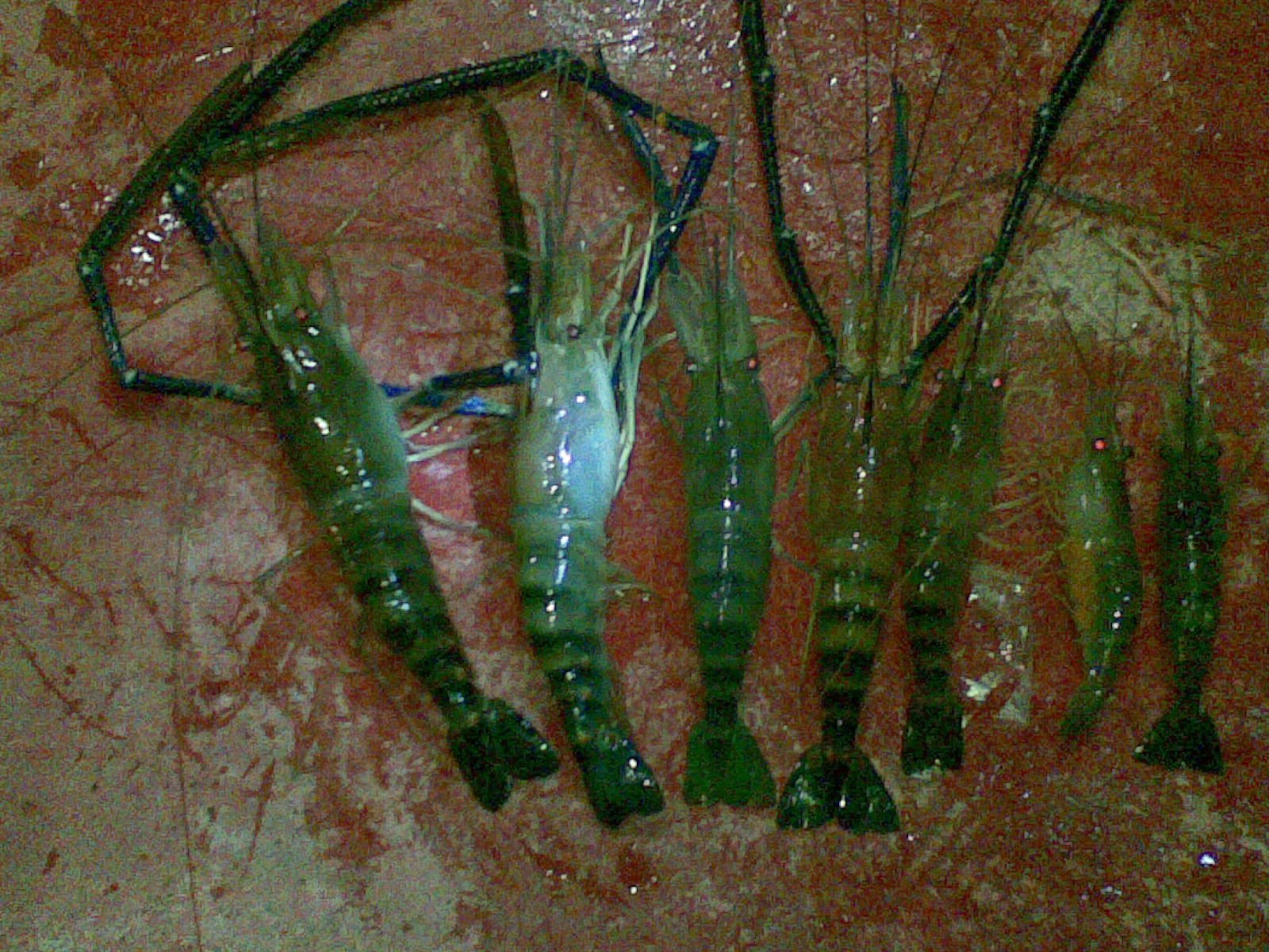 Mancing Sebagai Hobby Hobi Mancing Teknik Mancing Mancing Udang Galah Di Sungai Jagir