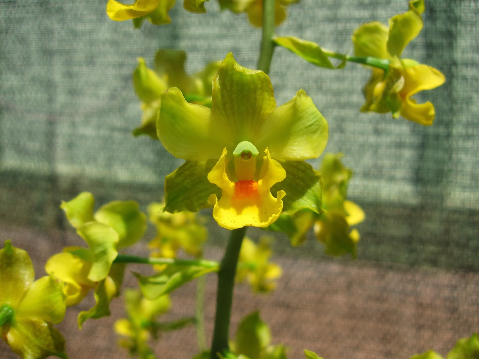 Caçador de Orquídeas Genero Catacetum