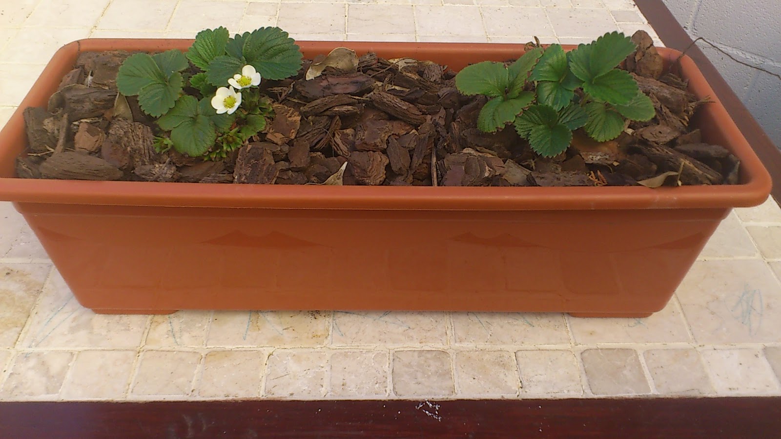 La terraza de Gerión: Renovando voy, renovando vengo