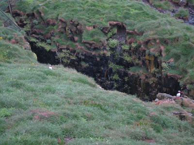 Puffins in Borgarfjordur, East Fjords, Iceland
