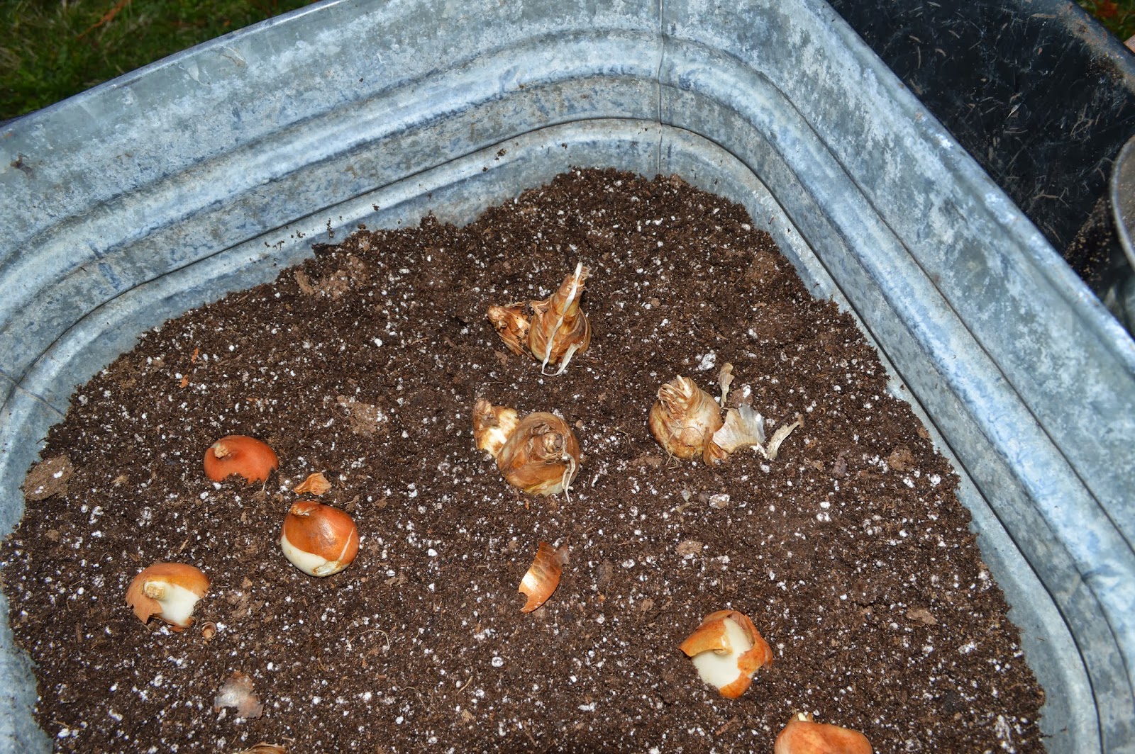 The Nitty Gritty Potager Planting Spring flowering Bulbs in Containers