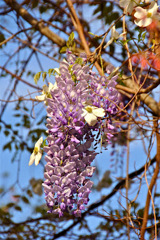 nc spring blooms