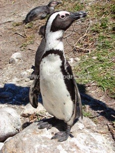 Penguins, near Hermanus