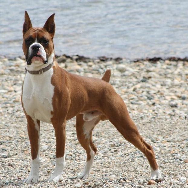 Breeds Dog Boxer Dog and Description