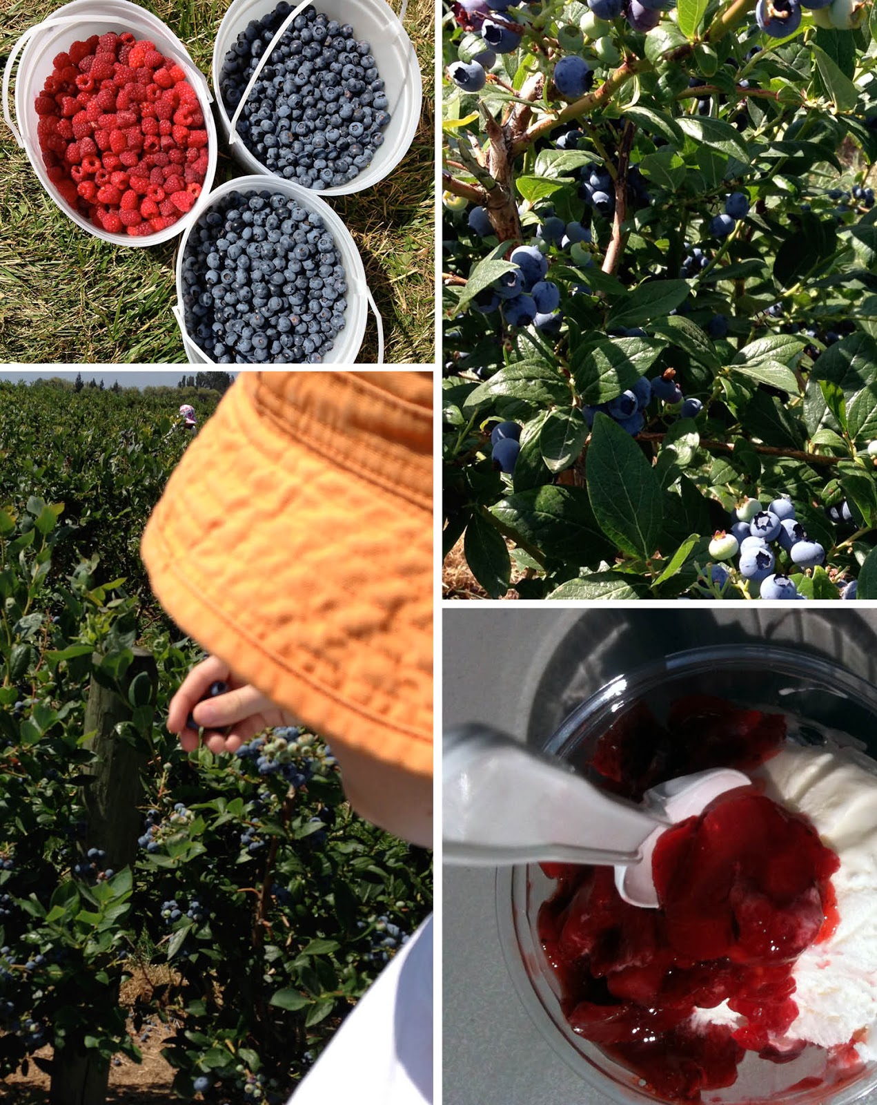 weelife Summer Fun Passport Berry Picking!