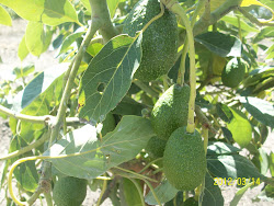 Plantación en Oaxaca