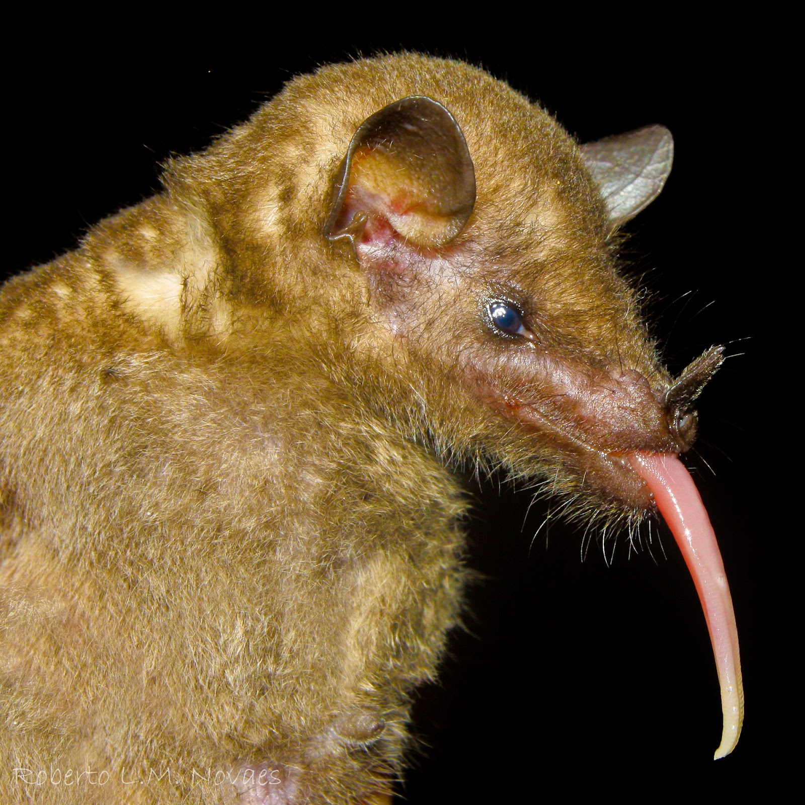 The Tubelipped Nectar Bat has the longest tongue of any mammal