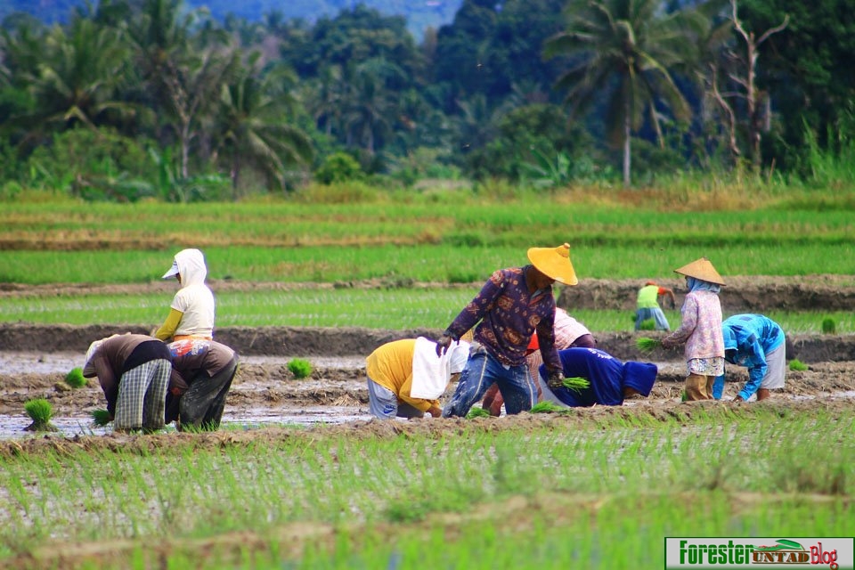 suasana pagi di pedesaan ~ FORESTER UNTAD BLOG