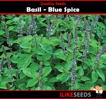 Basil Blue Spice