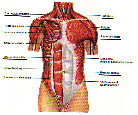 Human Body Chest