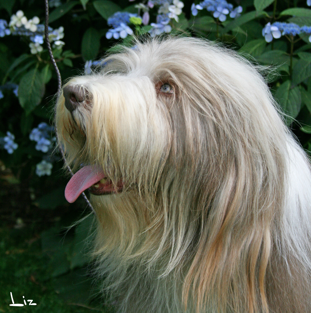 sbc bearded collie