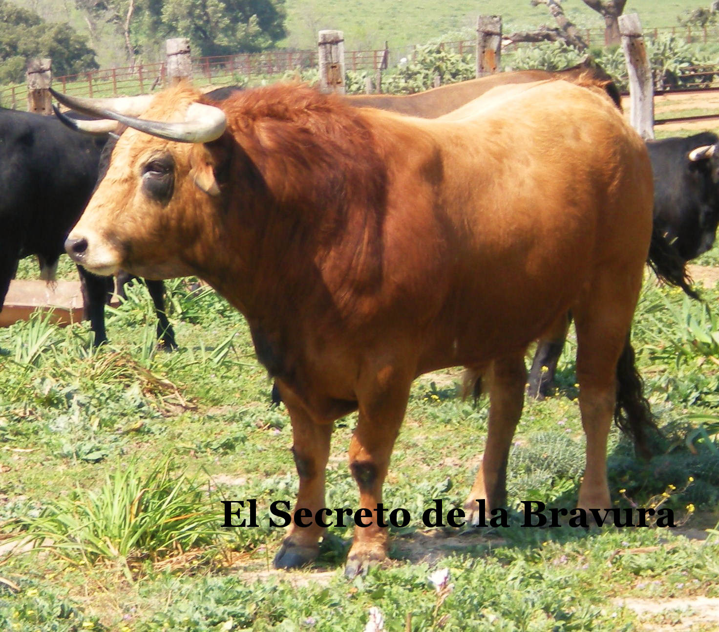 VETERINARIOS TAURINOS DE ANDALUCIA: ¿ SABEMOS DE CAPAS-ESTAS DE ACUERDO