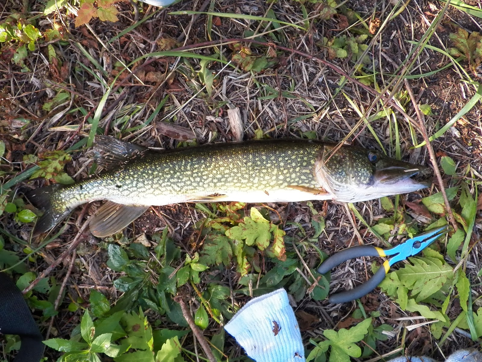 Connecticut Fly Angler Pickerel