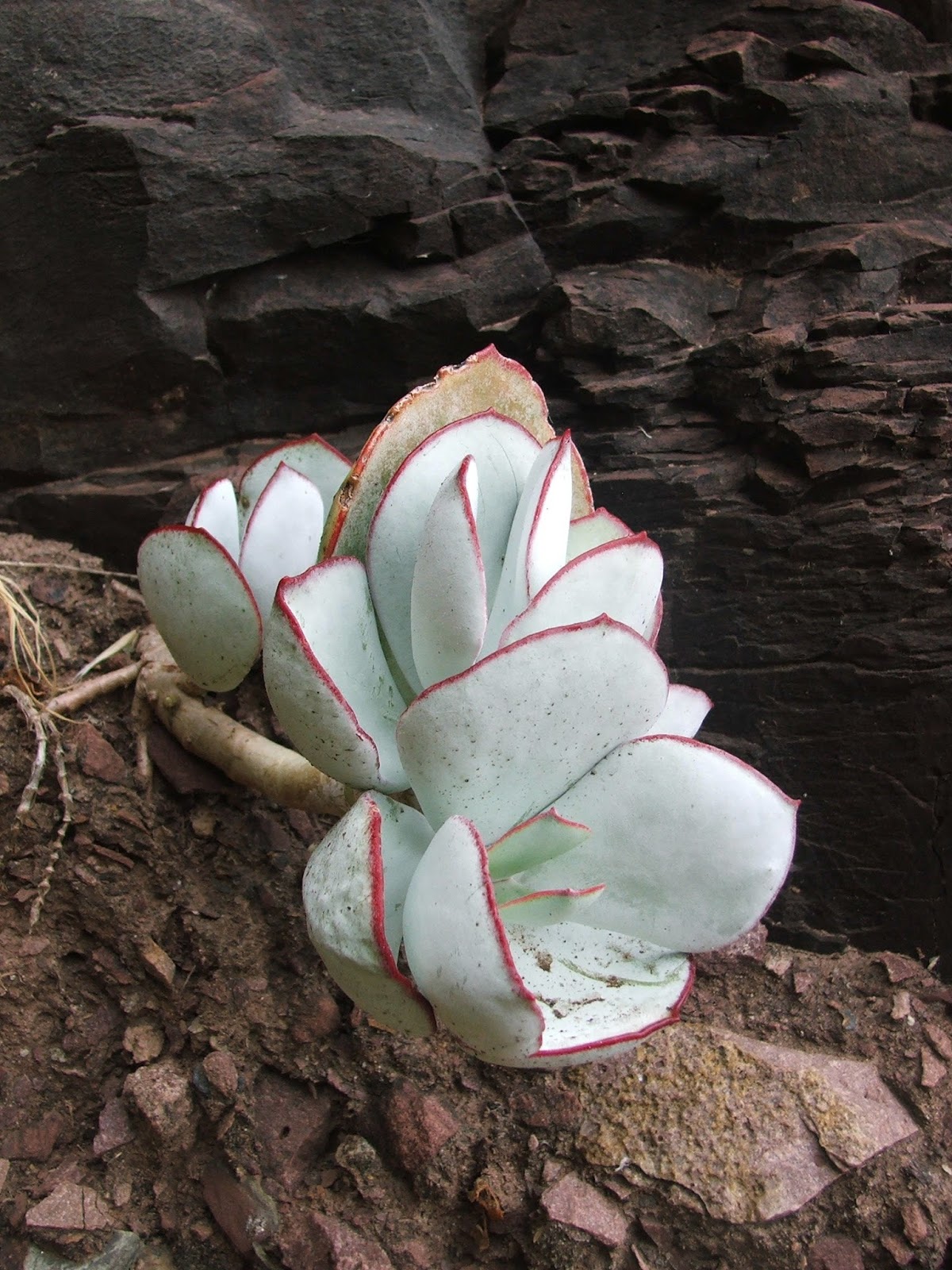 Plant World Cotyledon orbiculata