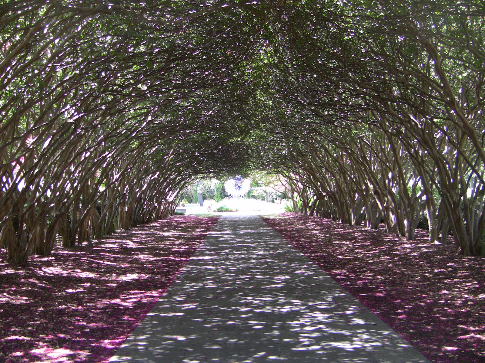 Maybelline's Garden Crepe Myrtles