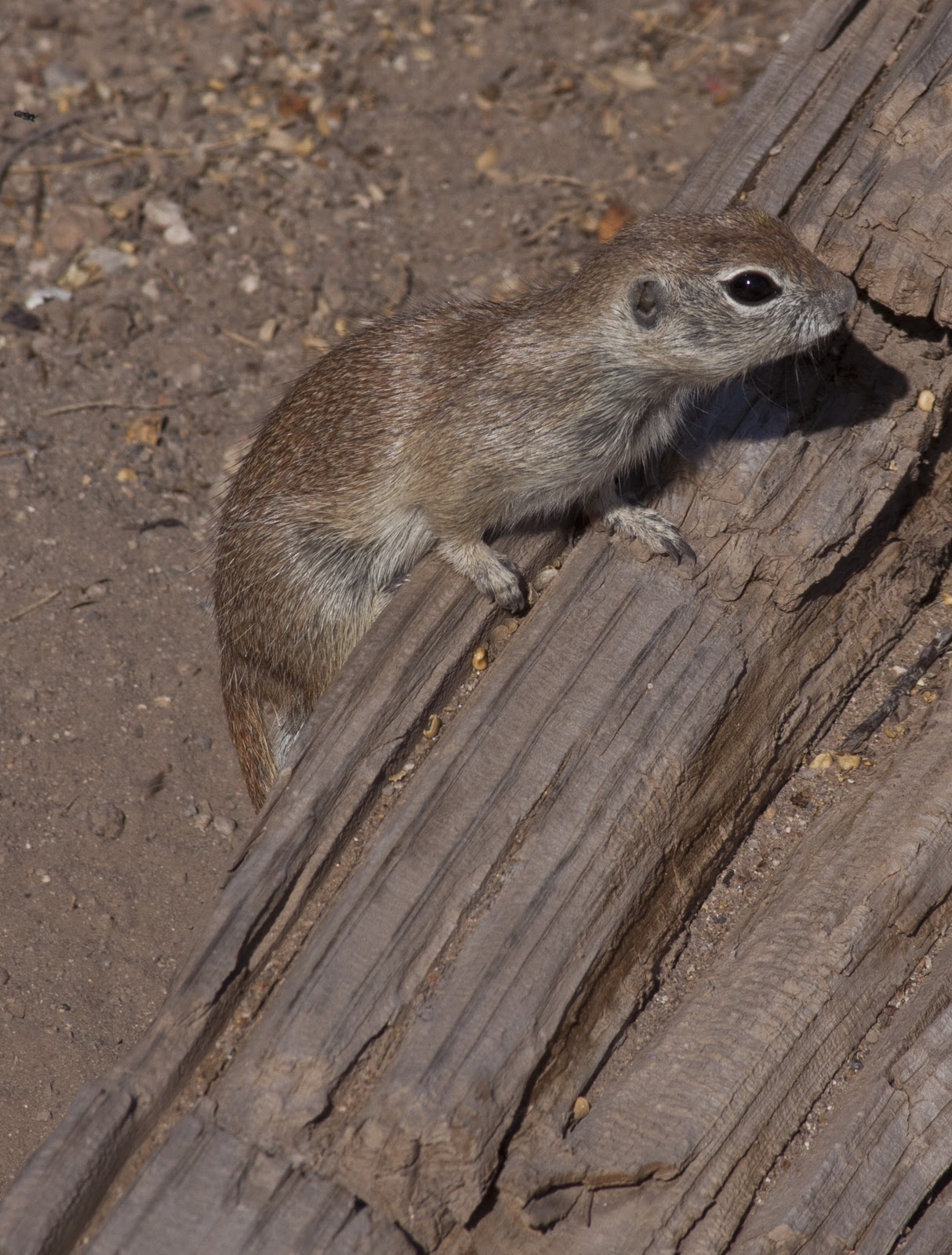 Round Tail Ground Squirrel Walking Arizona - Flying Squirrels