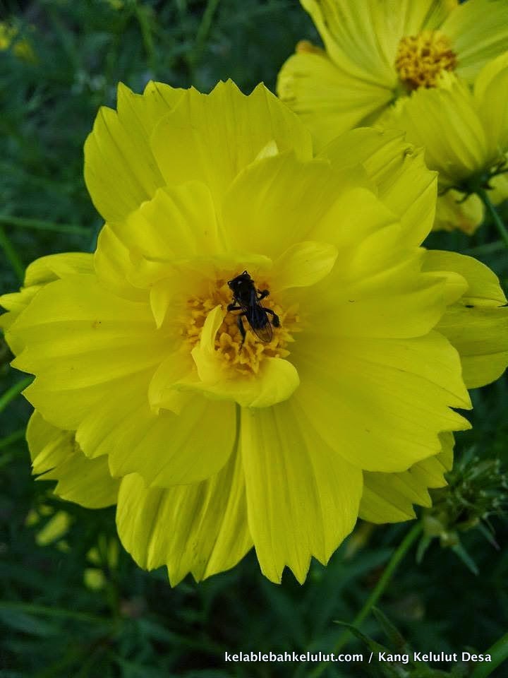 Pokok Bunga Kelulut - Ulam Raja (Cosmos caudatus) - Kelab Lebah Kelulut