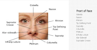 Nose Revision Surgery and Surgeons: Aesthetic nomenclature ... diagrams of the nose alone 