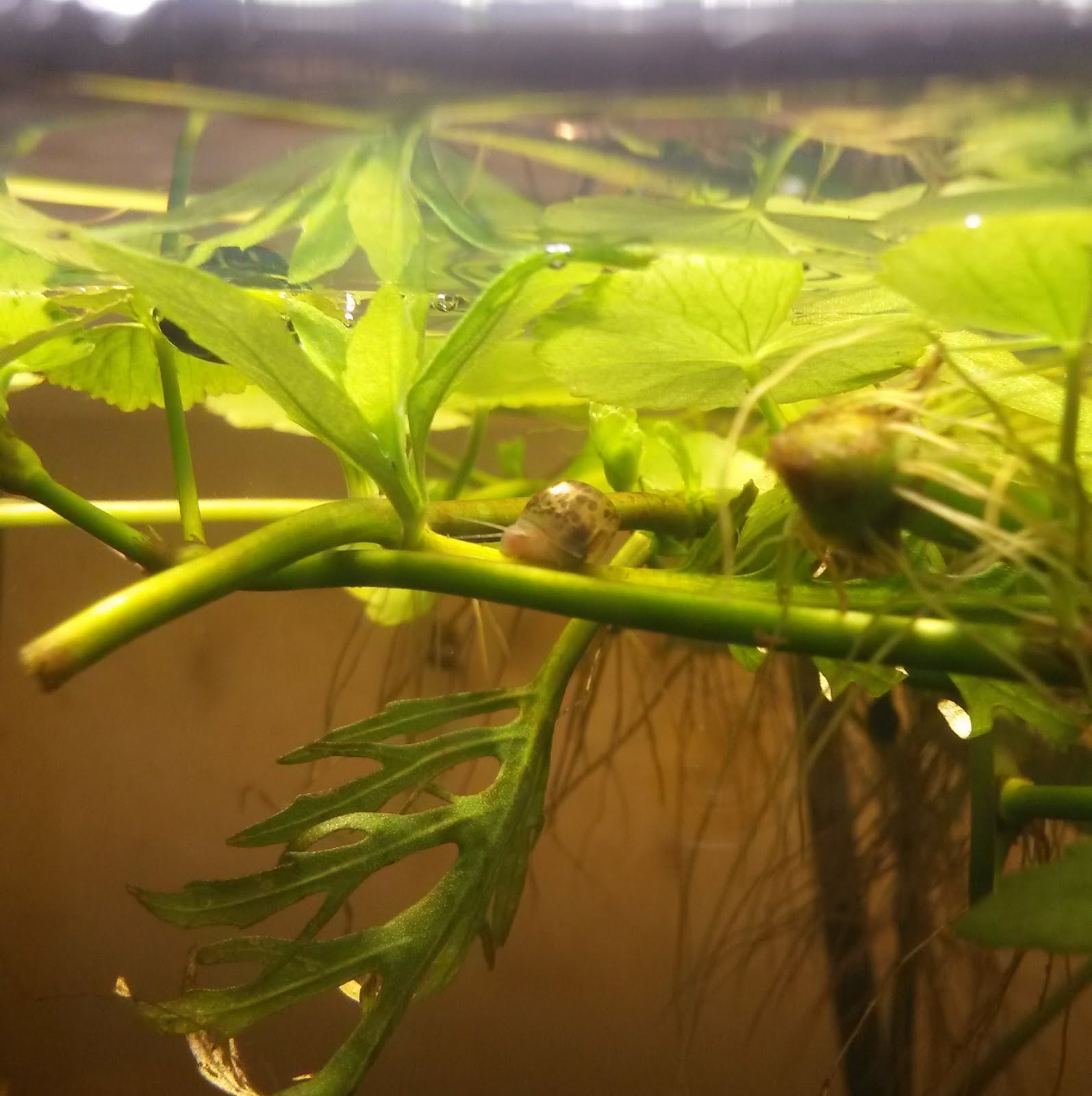 bugs part i aquatic