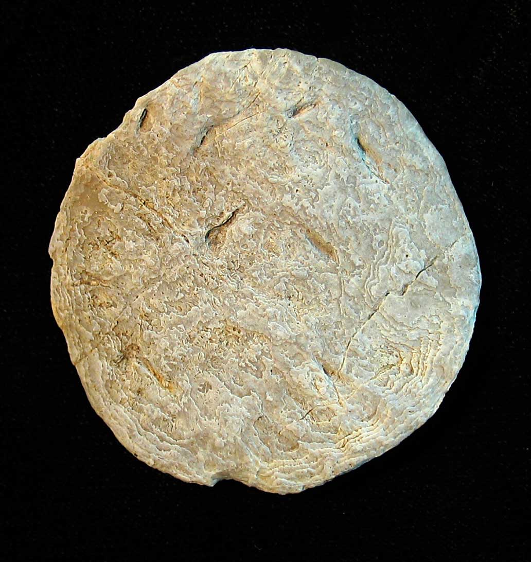 Louisville Fossils and Beyond Spanish Nummulite Fossils