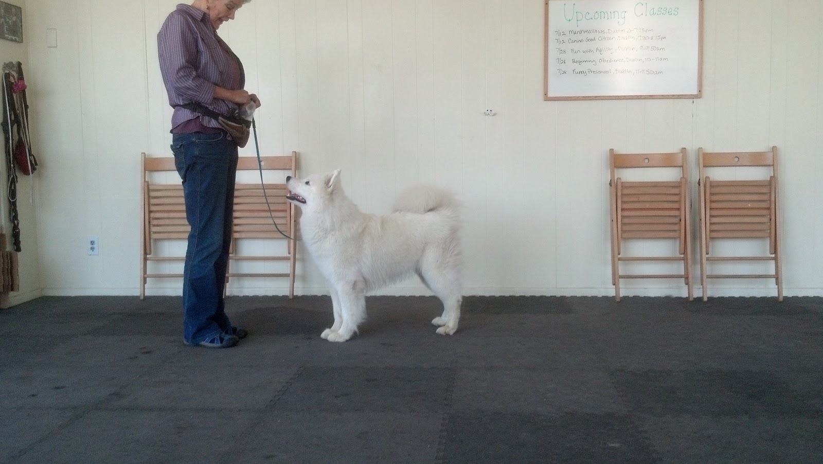 Free Stacking Tips Show Dog Prep School