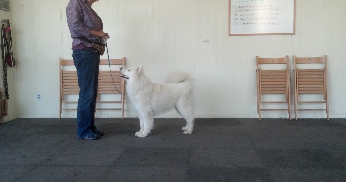 Positive Training for Show Dogs Free Stacking Tips