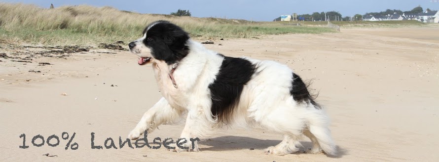 100% Landseer 