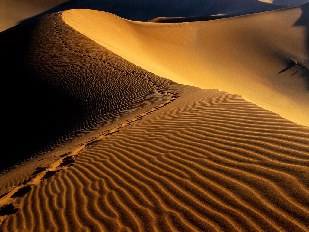 Namib Desert footprints