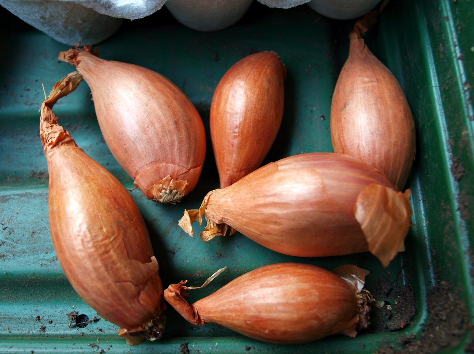 Mark's Veg Plot Shallots and Garlic