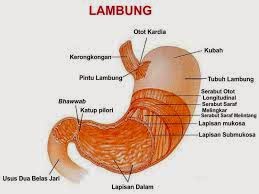 Ciri-Ciri Penyakit Asam Lambung | Ciri - Ciri Penyakitmu