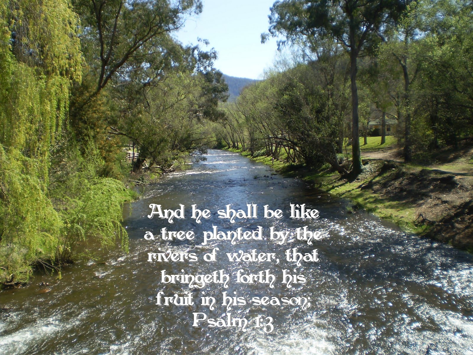 KJV Bible Wallpapers: Psalm 1:3