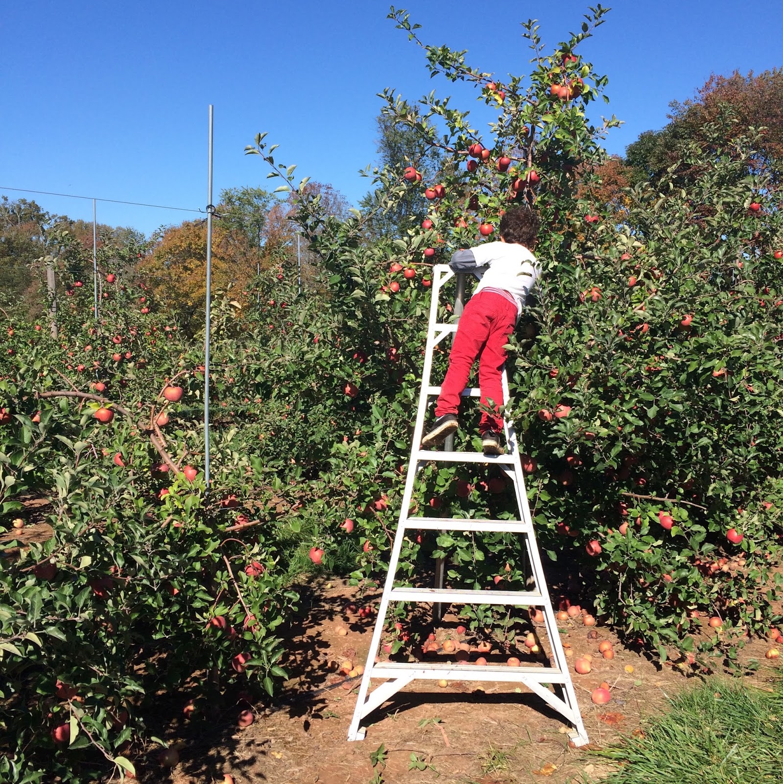 Local Ecologist Field Trip Apple picking at Homestead Farm