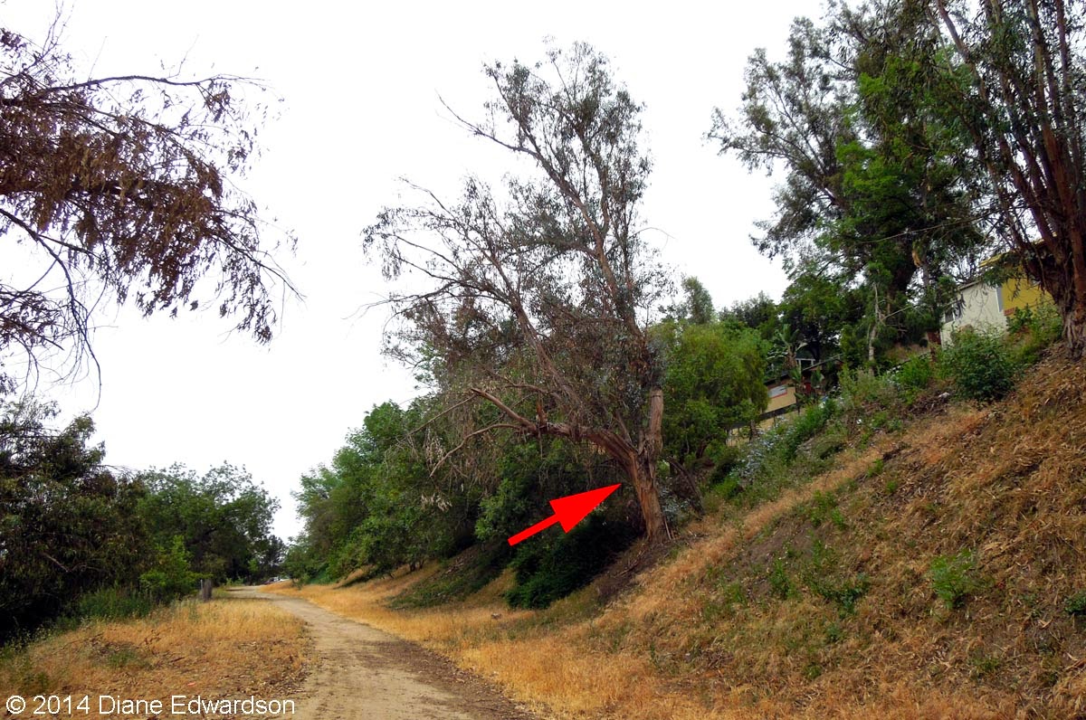 Corralitas Red Car Property Red Car Property Dead & Dying Eucalyptus