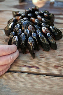 eclade de moules mussel eclade