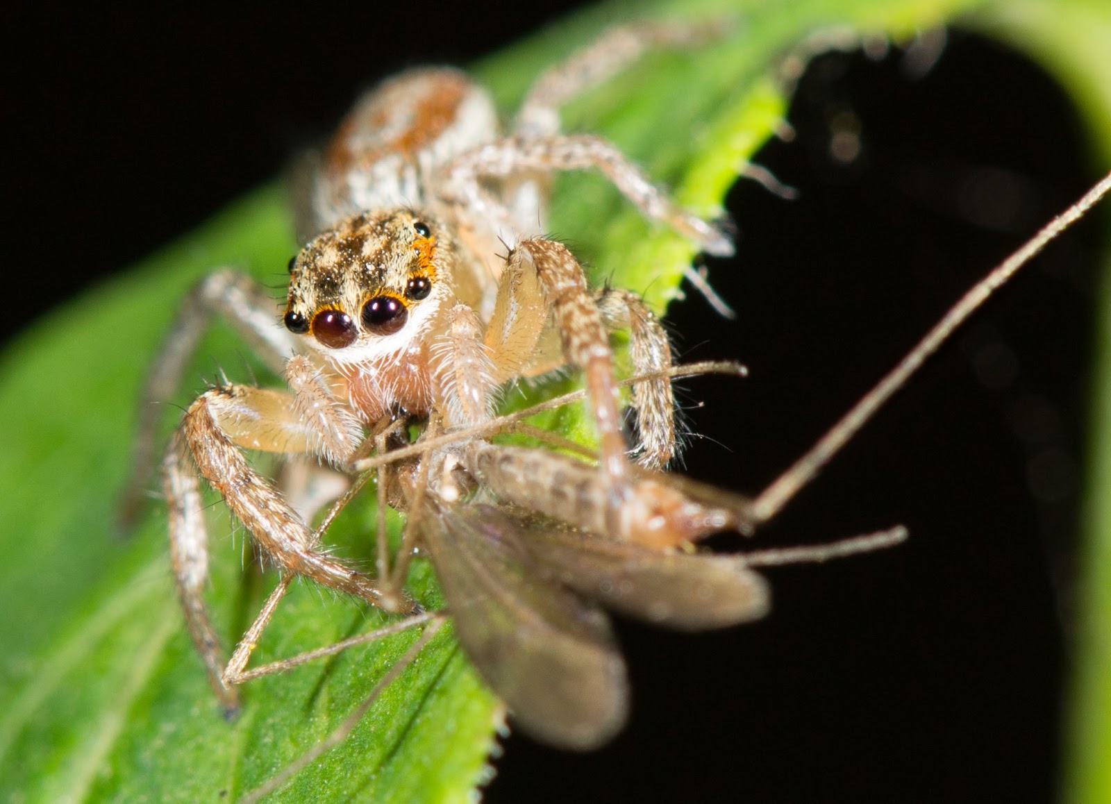 BACKYARD BIODIVERSITY: Jumping Spiders