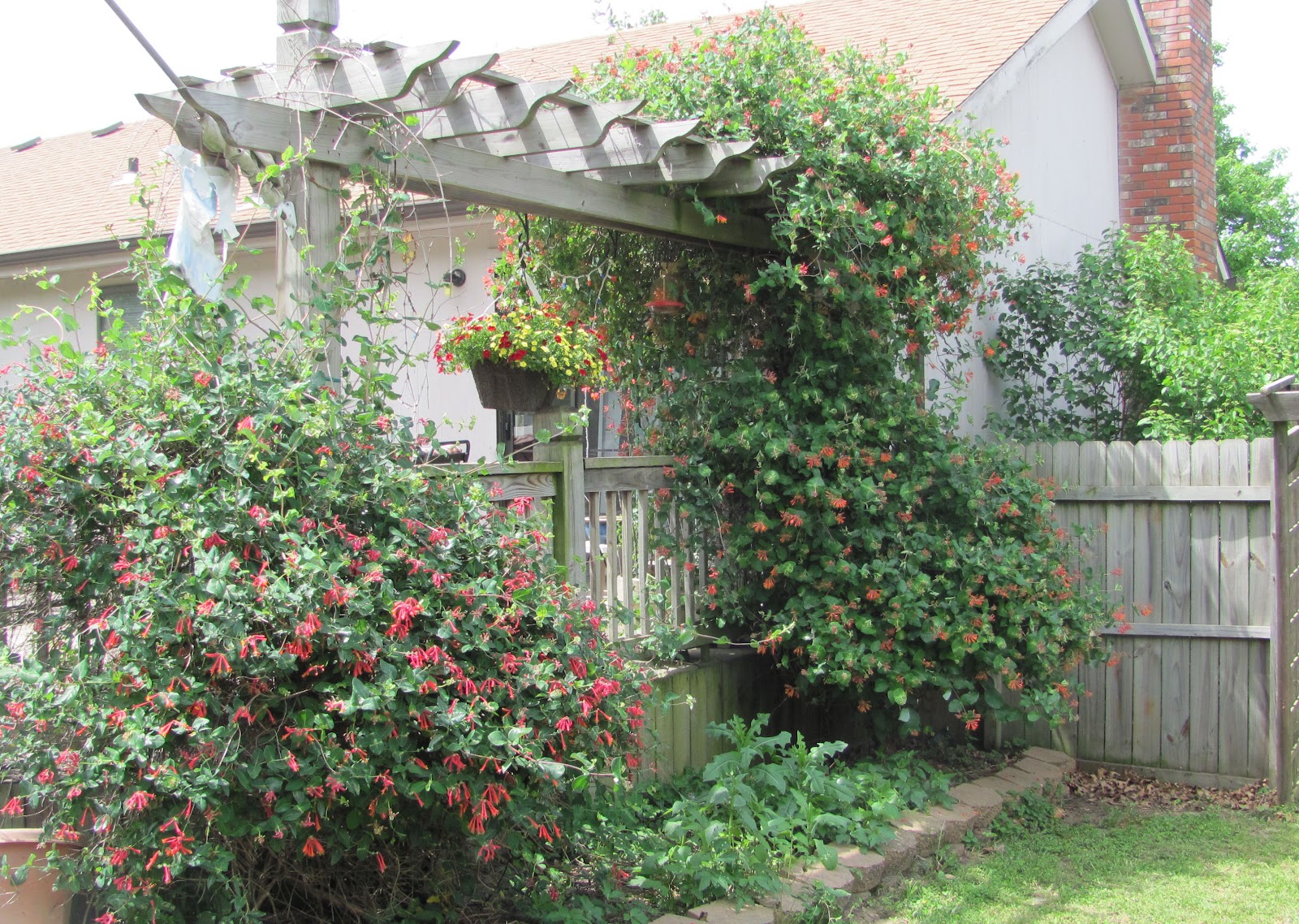 StampingGEM Pictures from my backyard