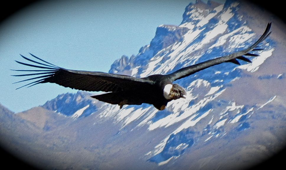 condor flight condor flight