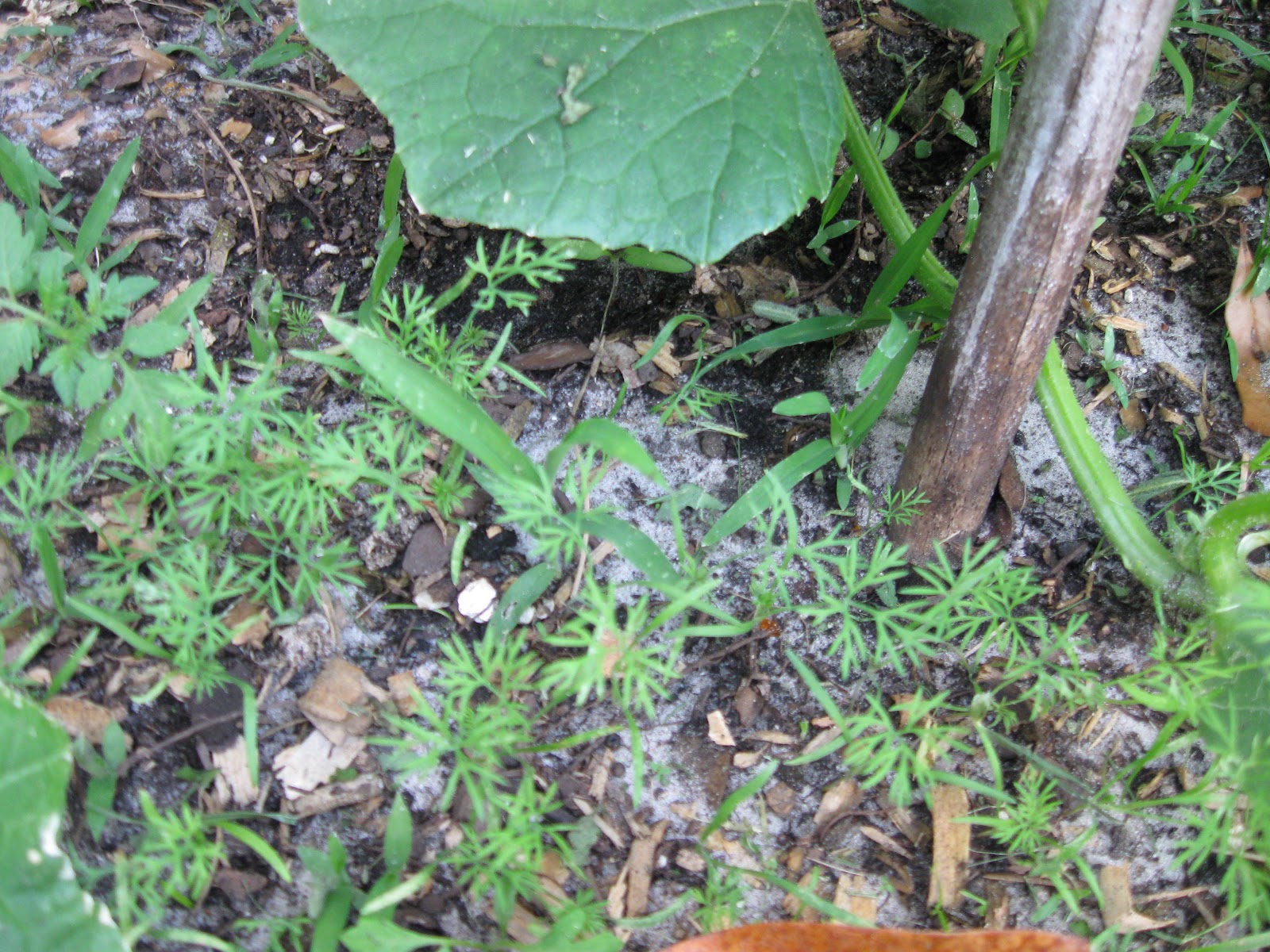 Growing Food in Florida Growing Dill in Florida