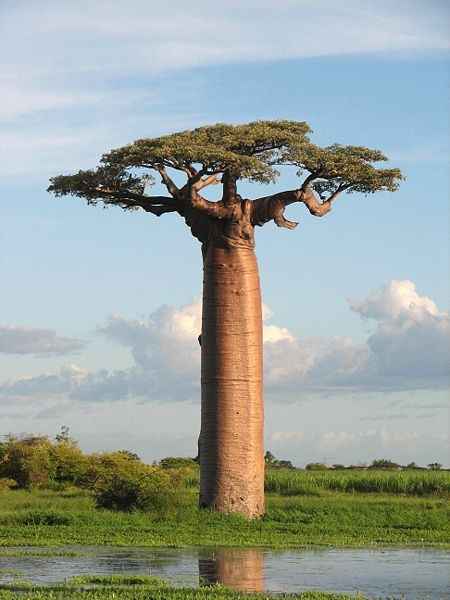 Baobab A25C4259Fac25C425B1