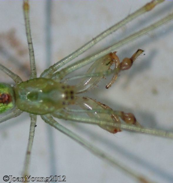 South African Photographs Tetragnatha (longjawed water spiders)