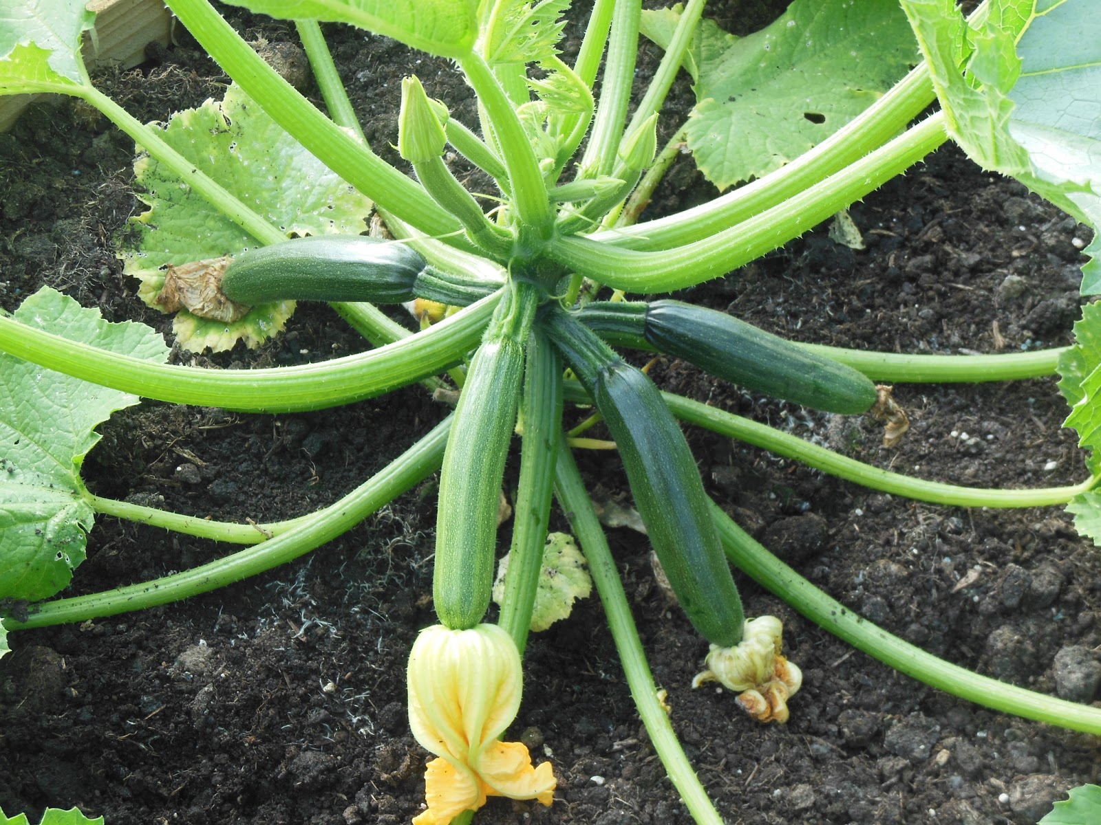 The Tenacious Gardener! Growing Asparagus