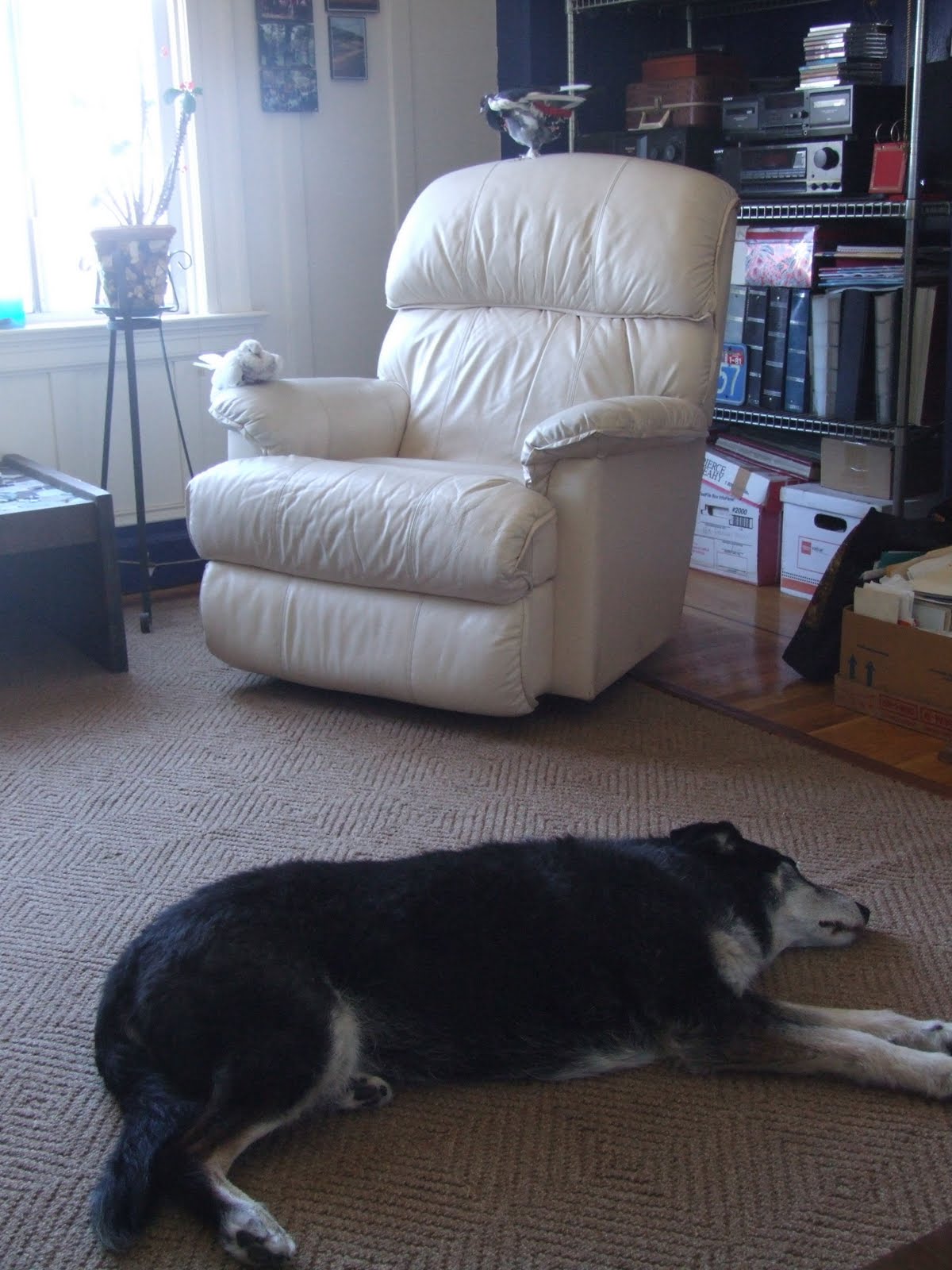 me encontre un gato recien nacido