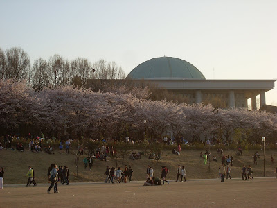 Seoul cherry blossoms