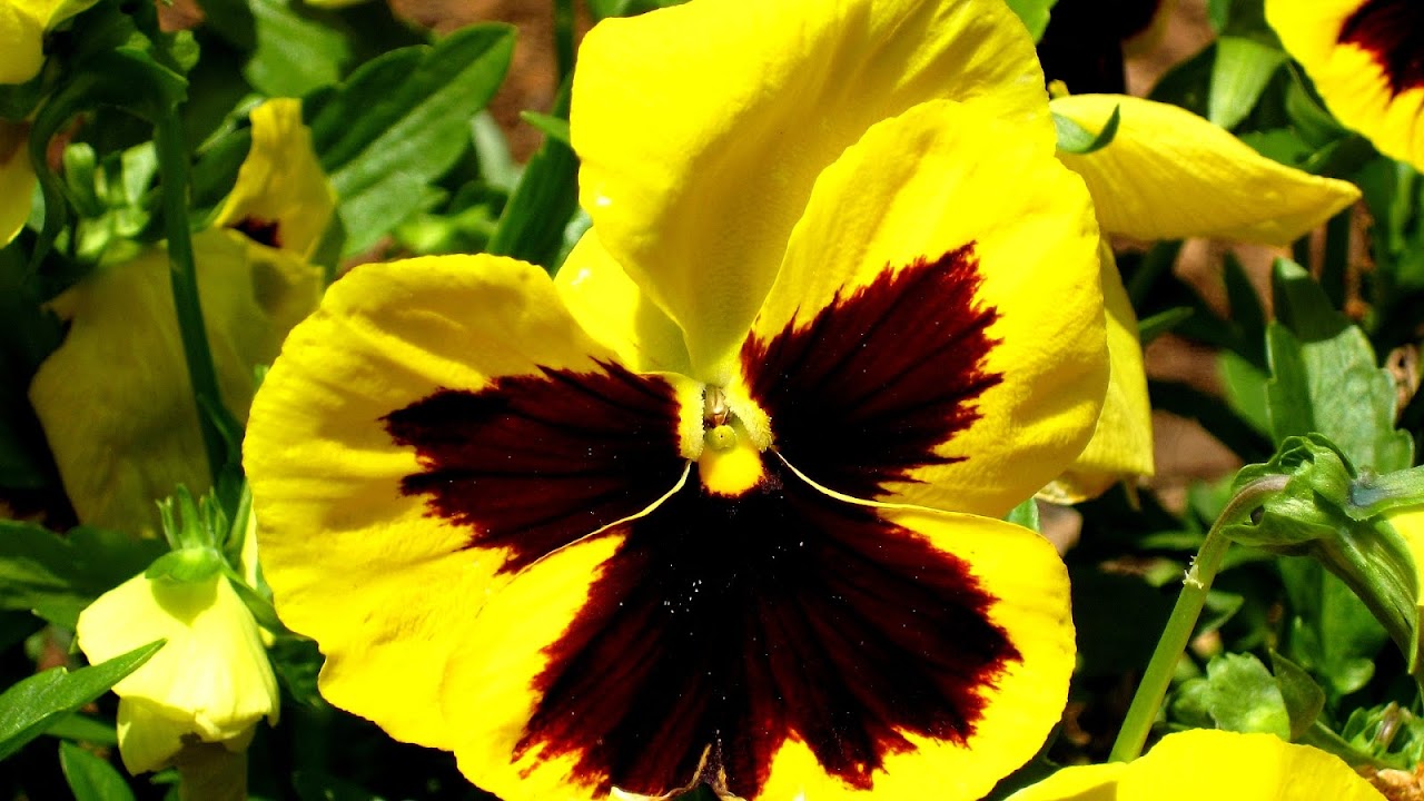 Richmond Flowers Iii Best Flower Site